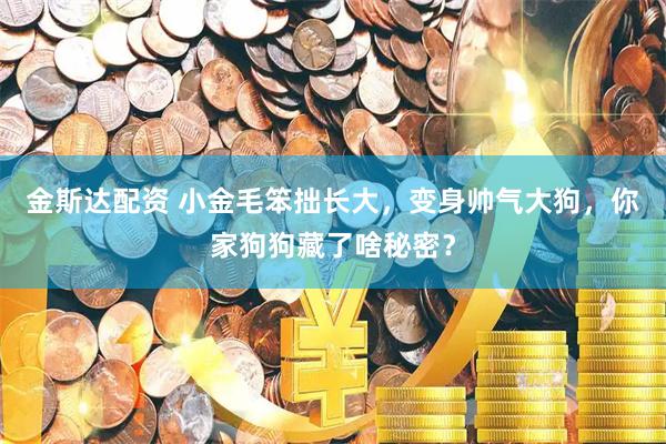 金斯达配资 小金毛笨拙长大,变身帅气大狗,你家狗狗藏了啥秘密?